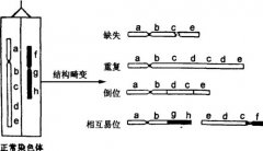 染色体异常会导致不孕吗